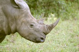 White rhinoceros